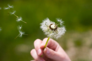 iStock_DandelionBlowingInhand_Small