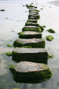 mossy stepping stones